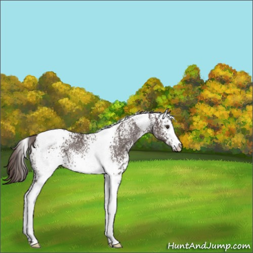Horse Color:White Spotted Liver Chestnut Tobiano Rabicano 