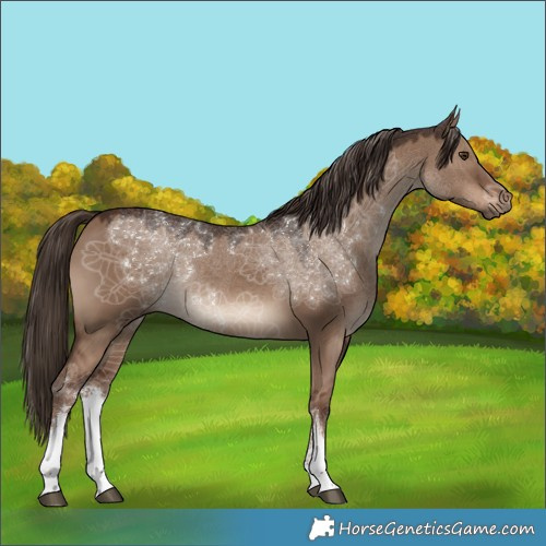 Horse Color:White Spotted Liver Red Dun Rabicano 
