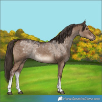 Horse Color:White Spotted Liver Red Dun Rabicano 