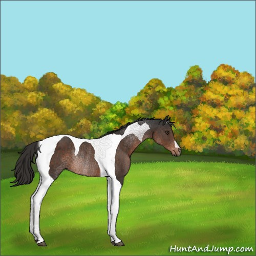 Horse Color:Liver Chestnut Tobiano Rabicano 