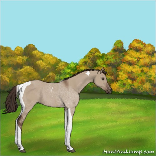 Horse Color:Liver Red Dun Tobiano 