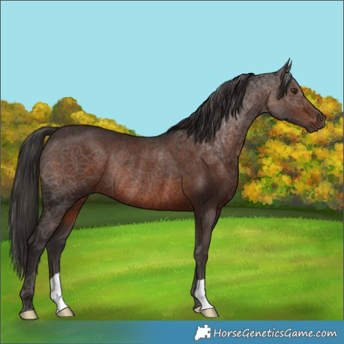 Horse Color:Liver Chestnut Rabicano 