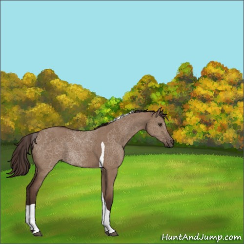 Horse Color:Liver Red Dun Tobiano 