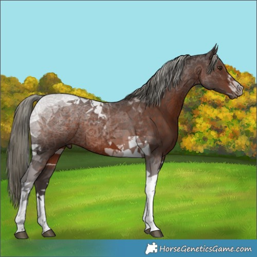 Horse Color:Liver Chestnut Mushroom Tobiano 