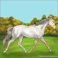 Horse Color:White Spotted Chocolate Palomino Roan Pearl Dun Appaloosa Rabicano 