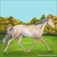 Horse Color:Palomino Roan Pearl Rabicano