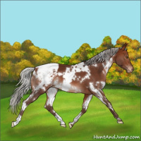 Horse Color:White Spotted Silver Brown Appaloosa