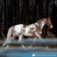 Horse Color:White Spotted Silver Brown Appaloosa 