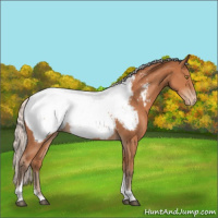 Horse Color:Silver Bay Tobiano Appaloosa