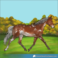 Horse Color:White Spotted Silver Brown Rabicano 