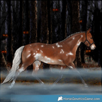 Horse Color:White Spotted Silver Brown Rabicano 