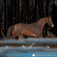 Horse Color:Bay Tobiano 