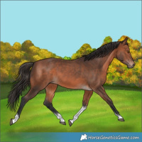 Horse Color:Bay Tobiano 