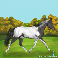 Horse Color:Grullo Tobiano Appaloosa 