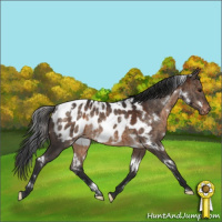 Horse Color:White Spotted Brown Dun Appaloosa Rabicano Brindle 