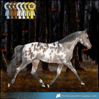 Horse Color:White Spotted Brown Dun Appaloosa Rabicano Brindle 