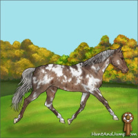 Horse Color:White Spotted Silver Grullo Appaloosa Brindle 