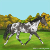 Horse Color:White Spotted Grullo Appaloosa 