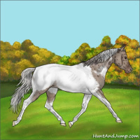 Horse Color:Silver Grullo Tobiano Appaloosa Rabicano Brindle 
