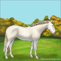 Horse Color:Buckskin Roan Pearl and Buckskin Roan Pearl Splash