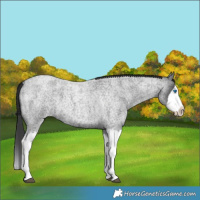 Horse Color:Blue Roan Splash 