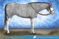 Horse Color:Blue Roan Splash 
