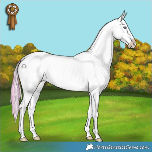 Horse Color:Painted Cremello Chinchilla Onyx Appaloosa 