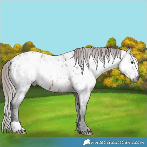 Horse Color:Gray Brown Appaloosa Rabicano 