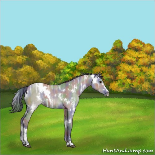 Horse Color:Nacre White Spotted Grullo Ice Sabino 