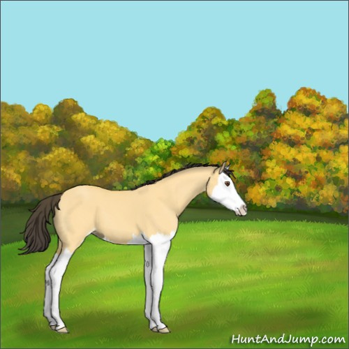 Horse Color:Buckskin Dun Sabino Splash 