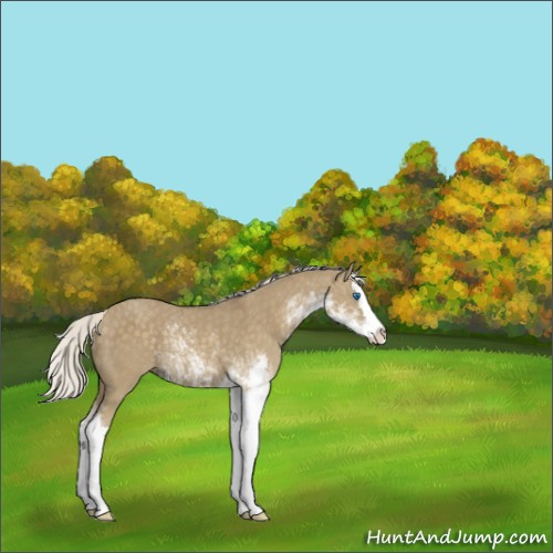 Horse Color:Silver Smoky Grullo Sabino Splash Rabicano 