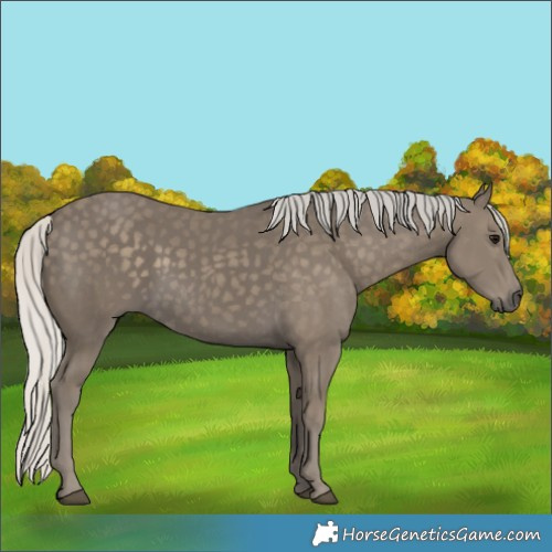 Horse Color:Silver Smoky Black 