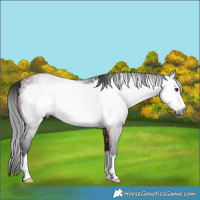 Horse Color:Gray Bay Frame 