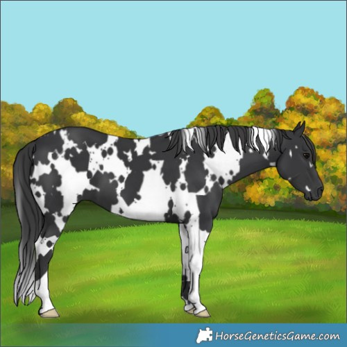 Horse Color:White Spotted Black 