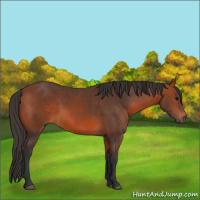 Horse Color:Bay 