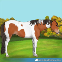 Horse Color:Bay Tobiano 