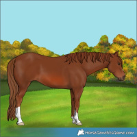 Horse Color:Chestnut 