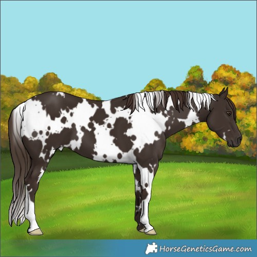 Horse Color:White Spotted Liver Chestnut 
