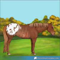 Horse Color:Chestnut Blanket Rabicano