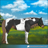 Horse Color:Liver Chestnut Tobiano 