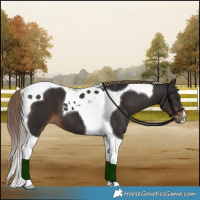 Horse Color:Liver Chestnut Tobiano 
