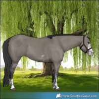Horse Color:Grullo Sabino Rabicano 