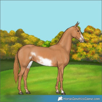 Horse Color:Chestnut Frame