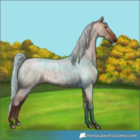 Horse Color:White Spotted Silver Brown Roan Dun 