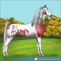 Horse Color:Gray Silver Smoky Grullo Splash Tobiano Appaloosa 
