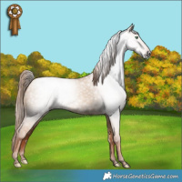 Horse Color:Gray White Spotted Gold Champagne Dun 
