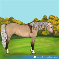 Horse Color:Gray Silver Bay Dun Tobiano 