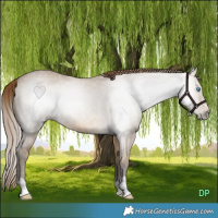 Horse Color:Gray Perlino Dun
