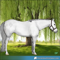Horse Color:Gray Brown Dun Sabino Appaloosa 