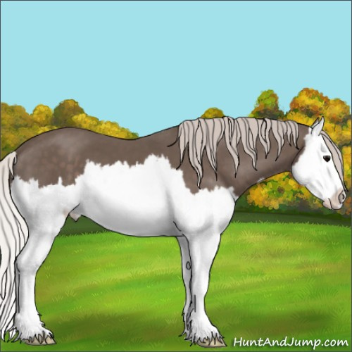 Horse Color:Silver Black Splash